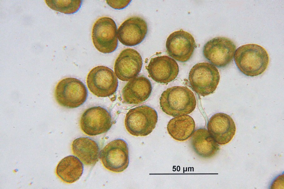 Star Moss / Hyophila involuta