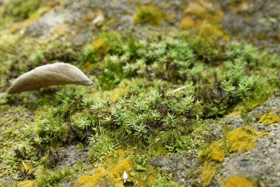 Тортула Полевая