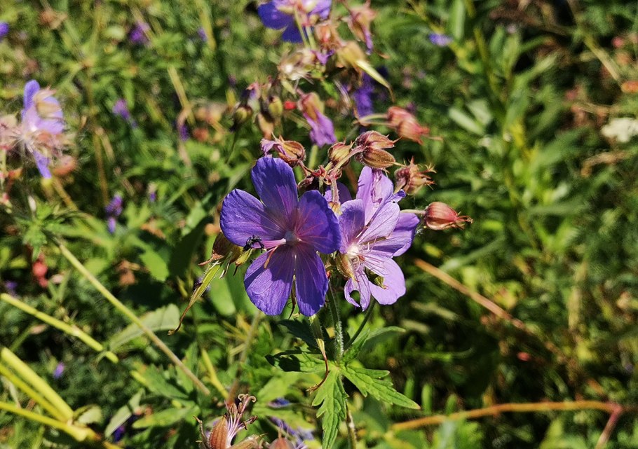 Эсхинантус Джэфролепис
