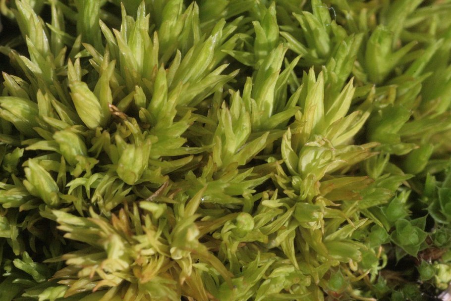 Тортула Полевая