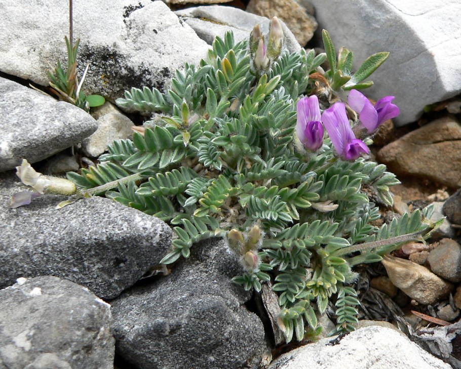 Oxytropis glabra