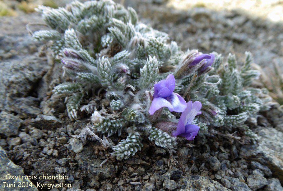 Oxytropis chionobia