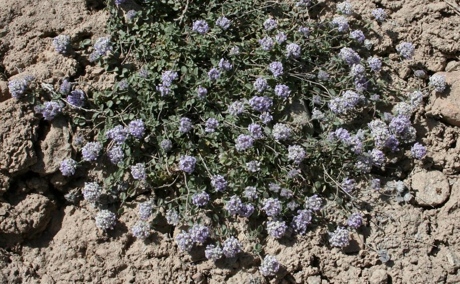 Ziziphora serpyllacea