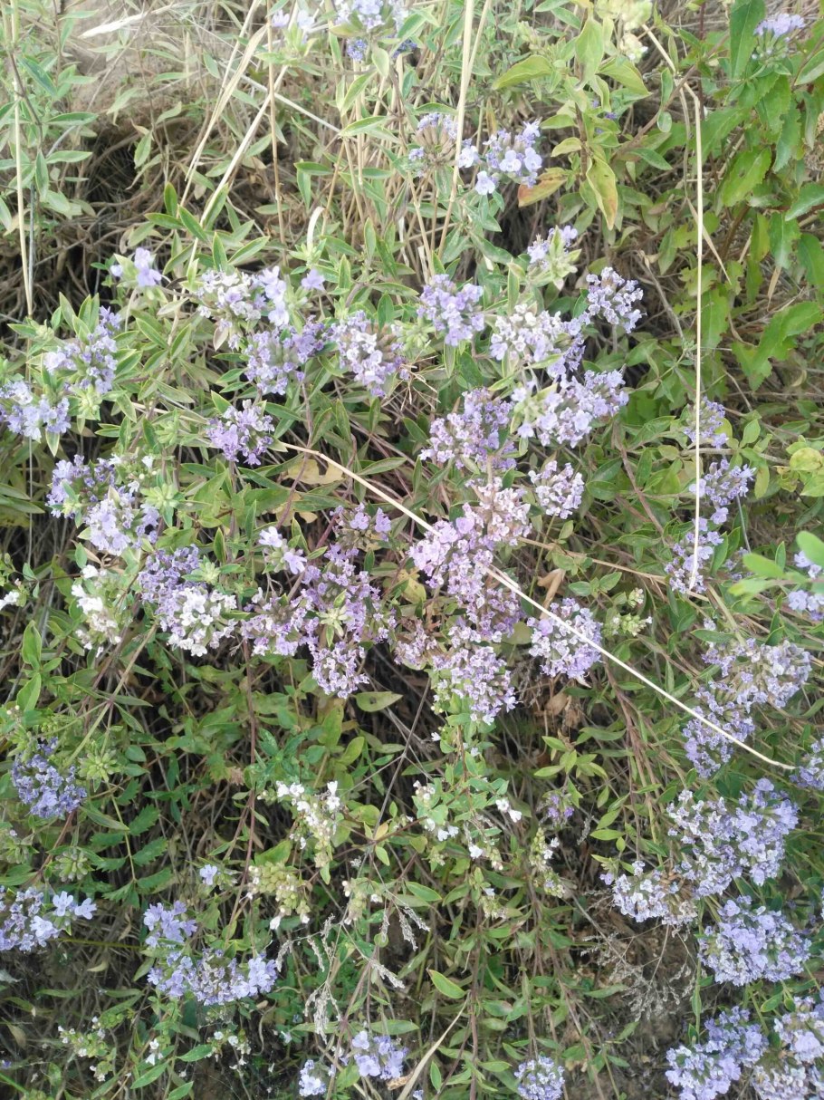 Зизифора трава Adonis