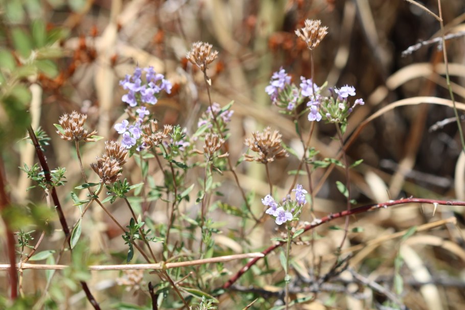 Зизифора короткочашечная