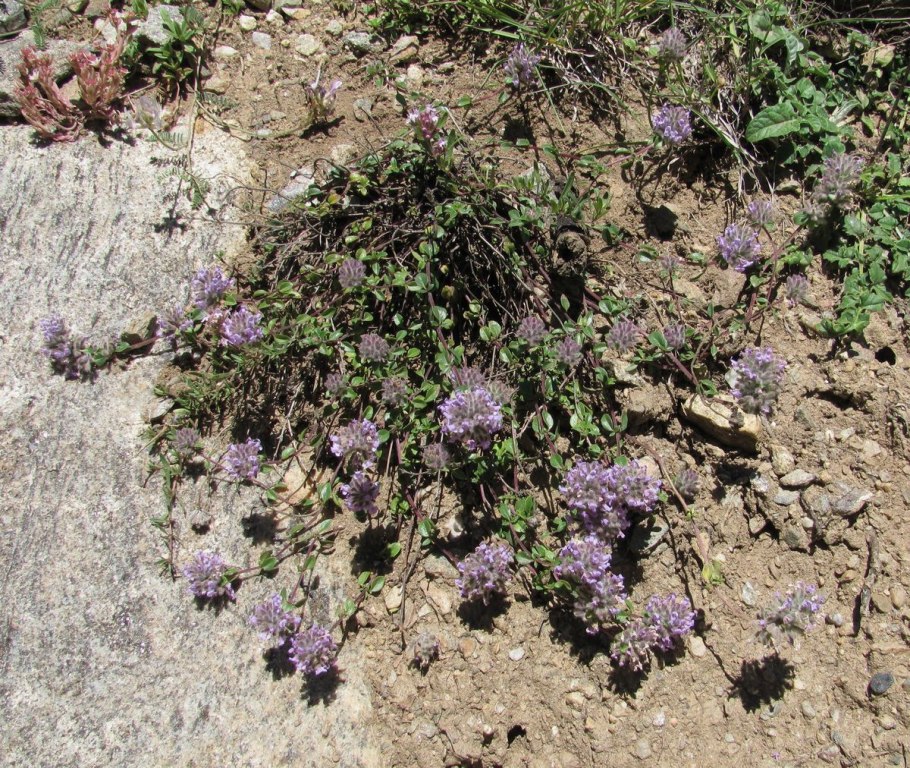 Зизифора головчатая