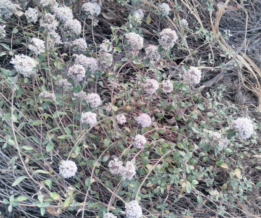 Тимьян и зизифора