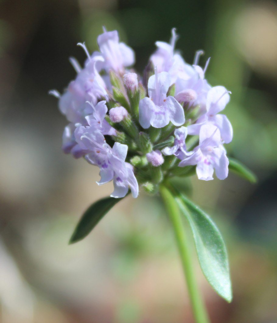 Тарки Тау Дагестан