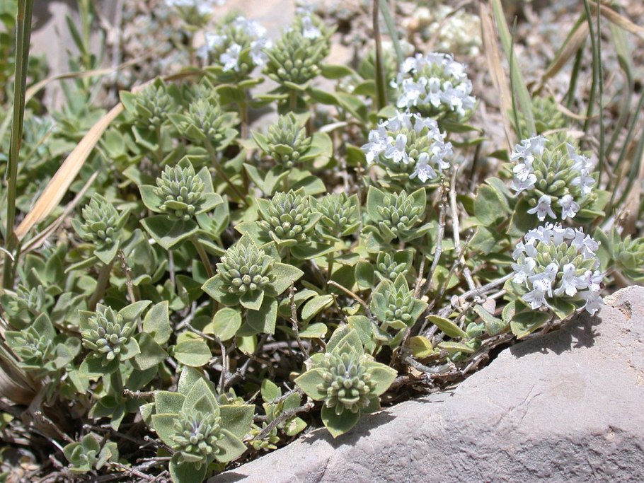 Зизифора головчатая