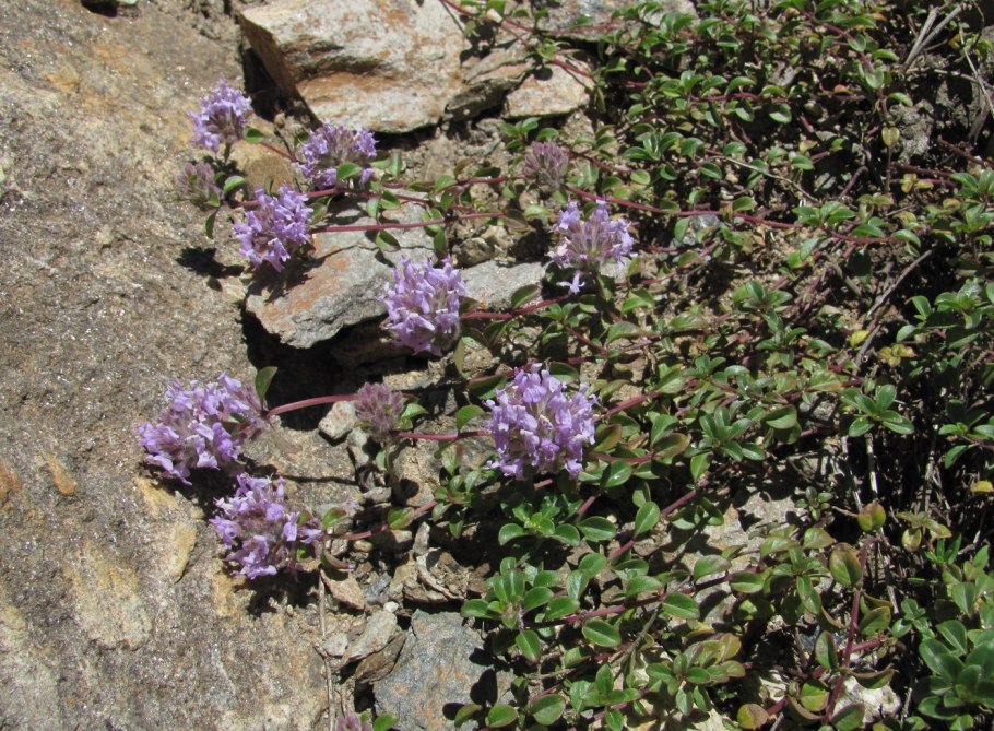 Зизифора тимьянниковая