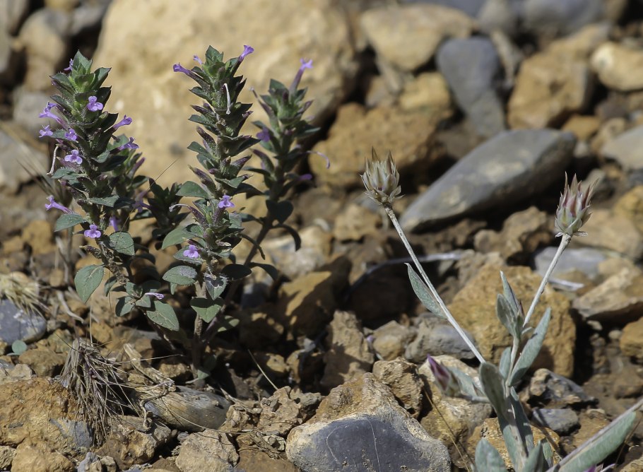 Зизифора аптечная