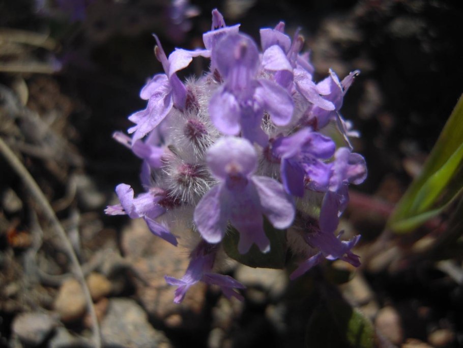 Хориспора Бунге