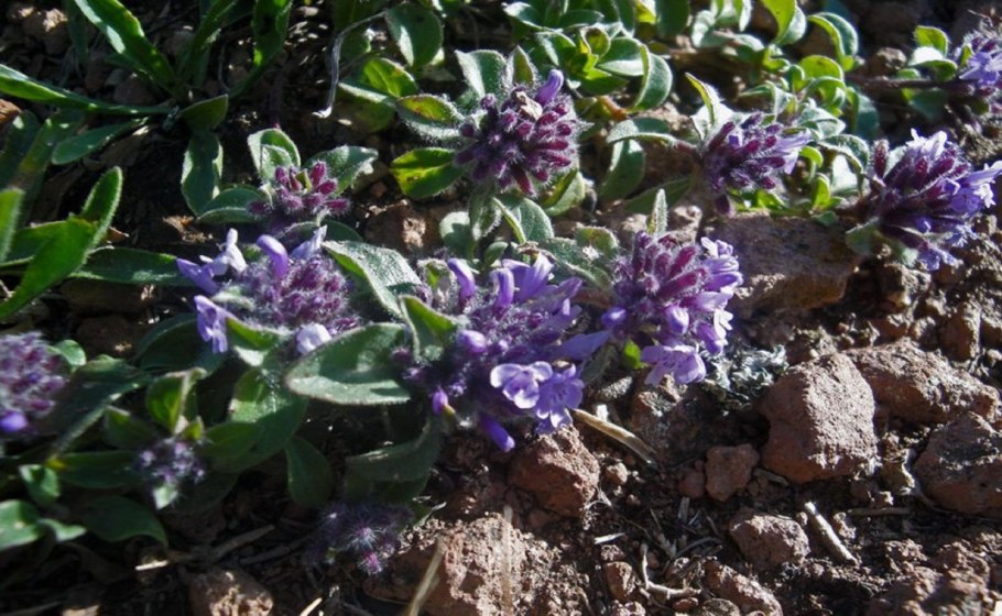 Ziziphora serpyllacea