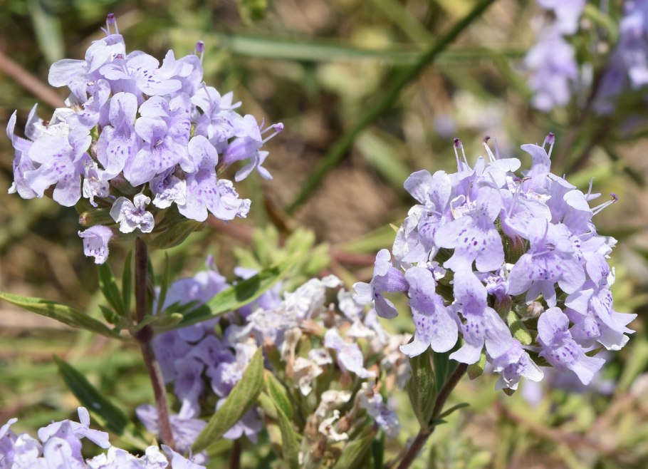 Зизифора тимьянниковая