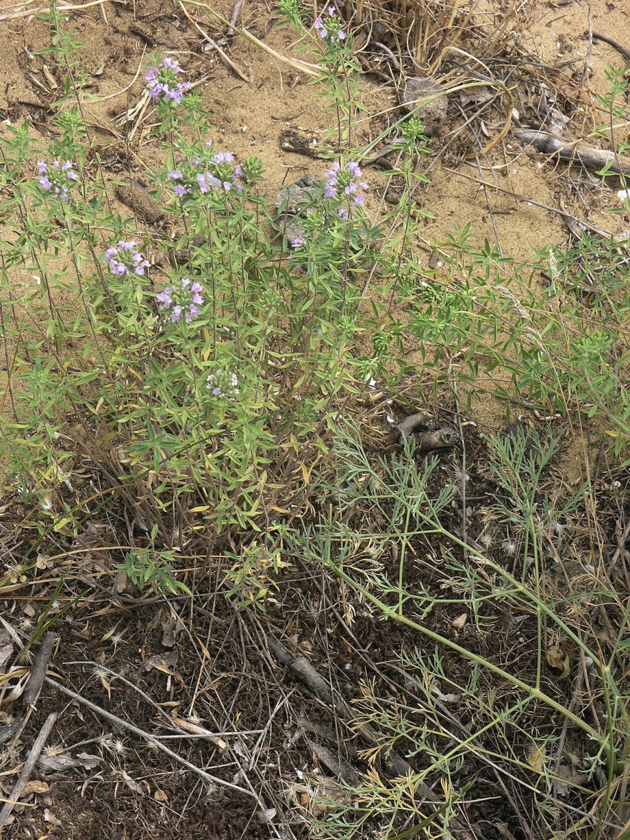 Зизифора пахучковидная