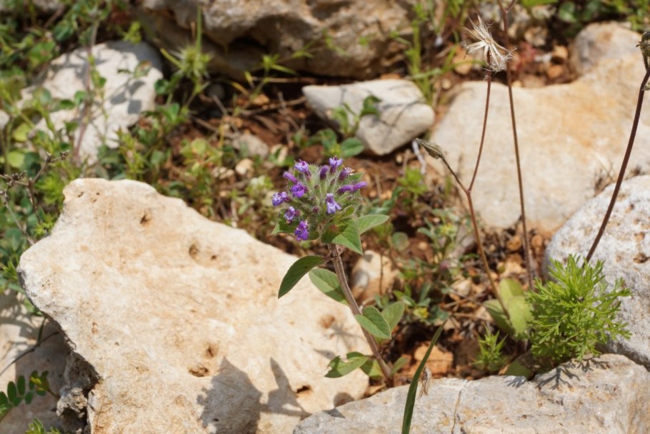 Зизифора Бунге