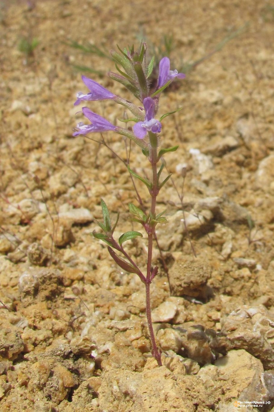 Зизифора тимьянниковая