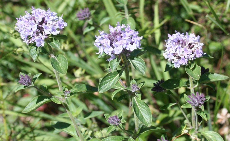 Зизифора пахучковидная