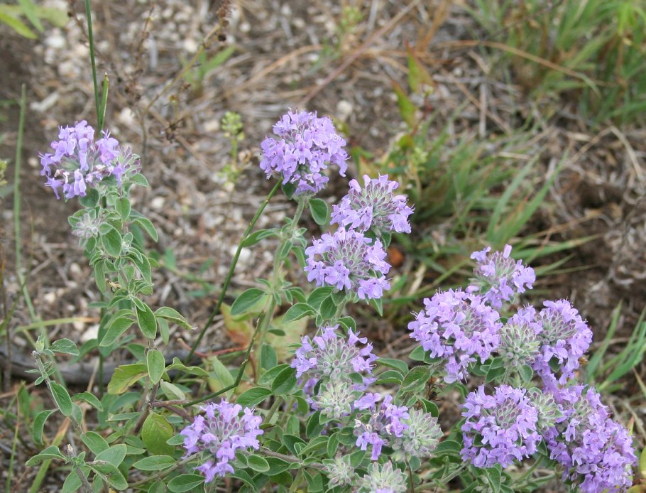 Зизифора пахучковидная