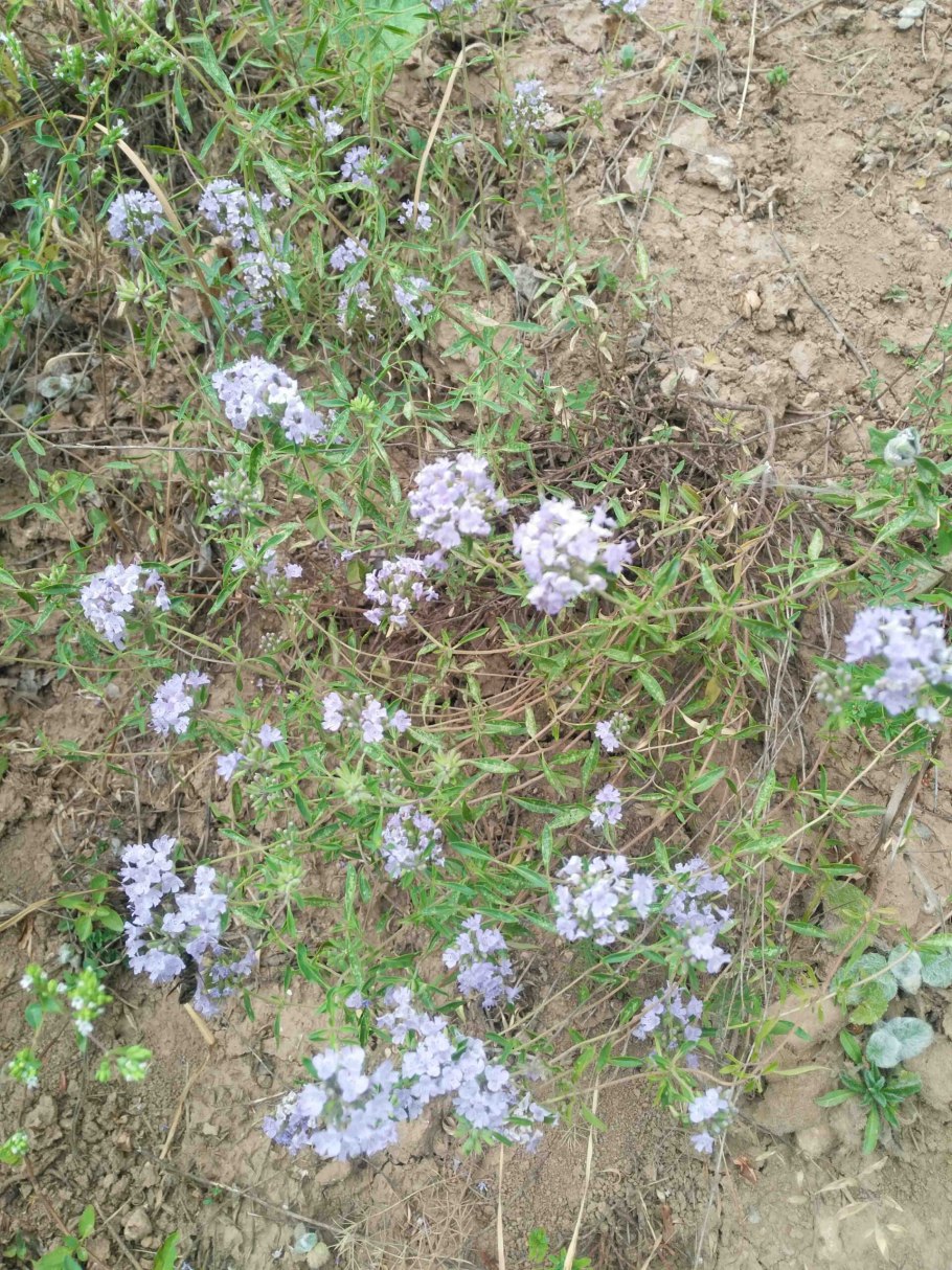 Зизифора головчатая