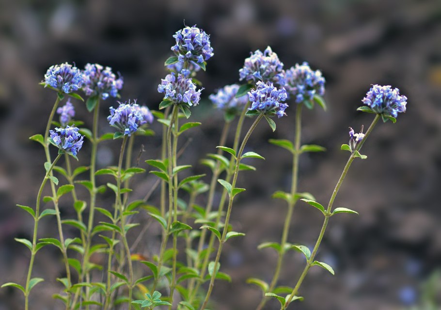 Зизифора короткочашечная