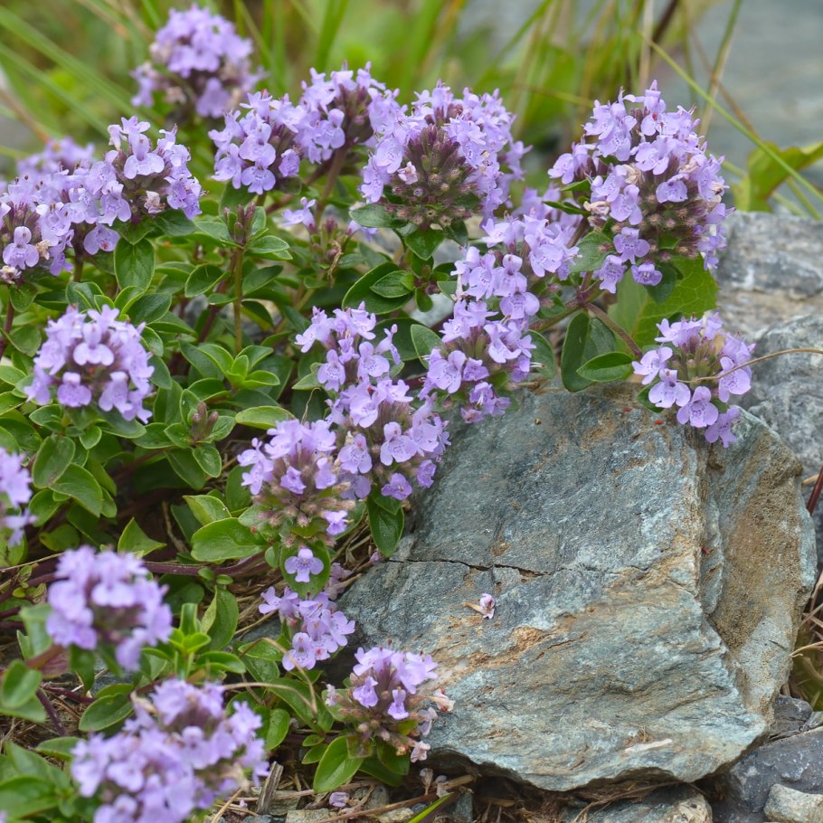 Зизифора тимьянниковая