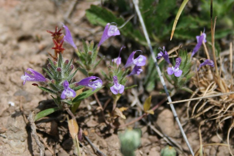 Зизифора Пушкина