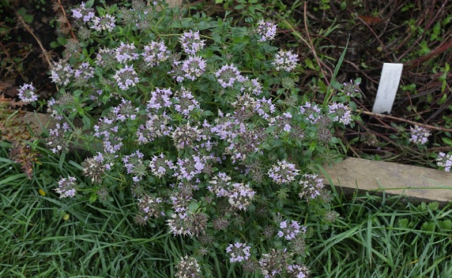 Зизифора головчатая