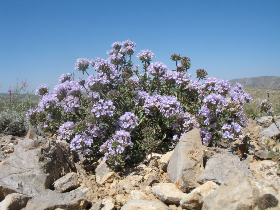 Зизифора бревикаликс