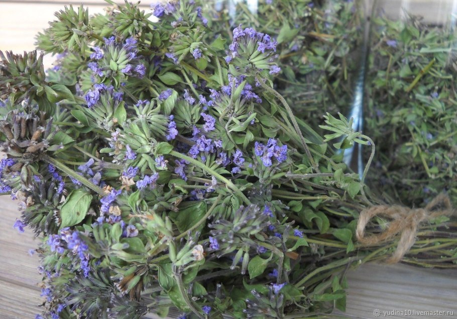 Зизифора вкус