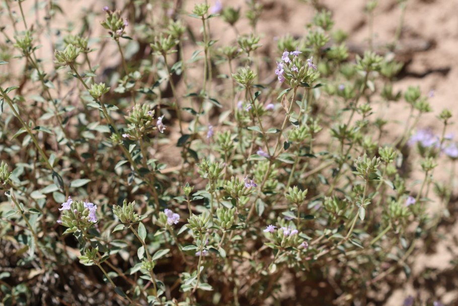 Зизифора Бунге