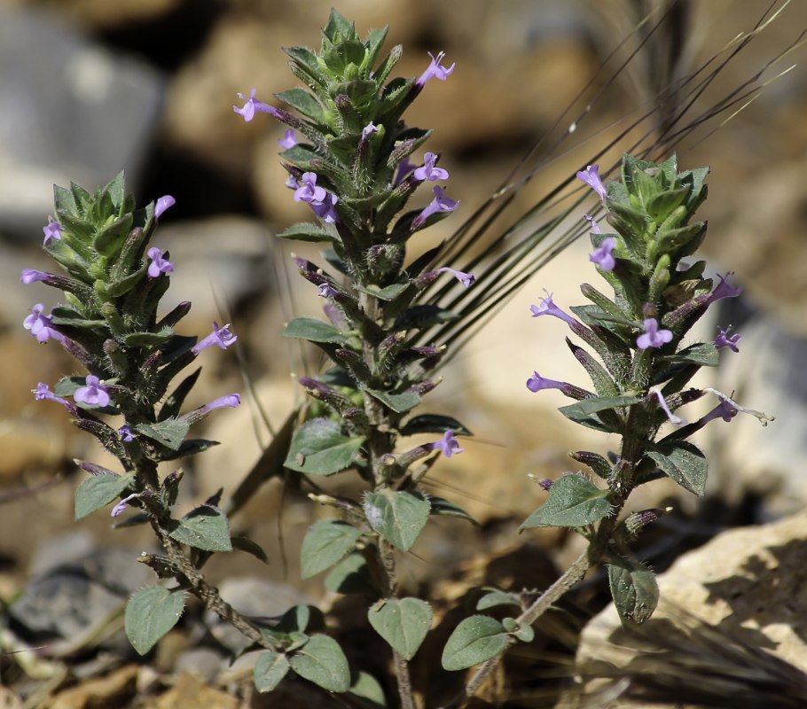 Зизифора пахучковидная