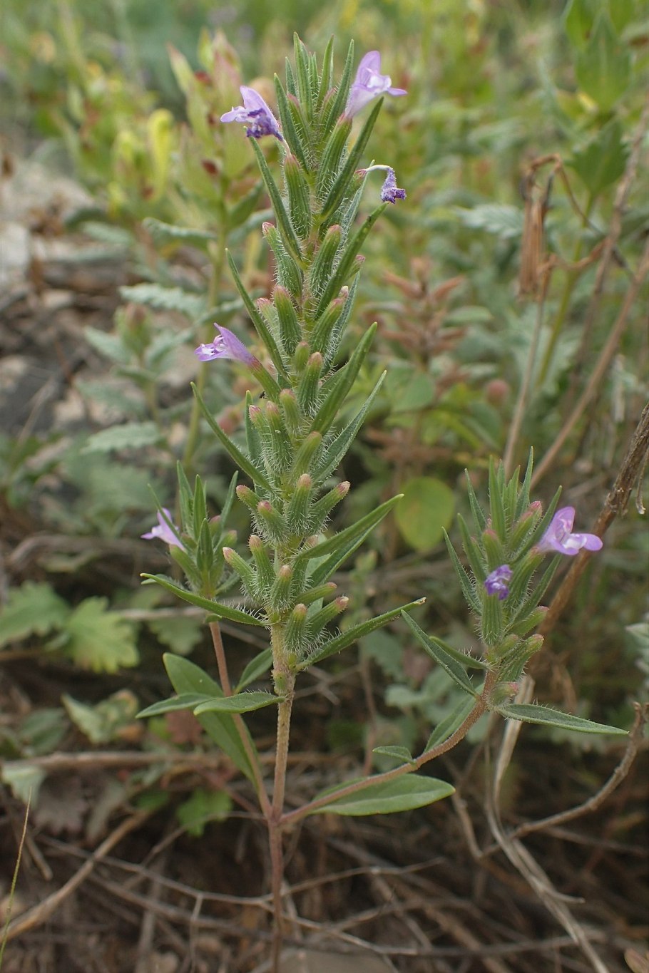 Зизифора тимьянниковая