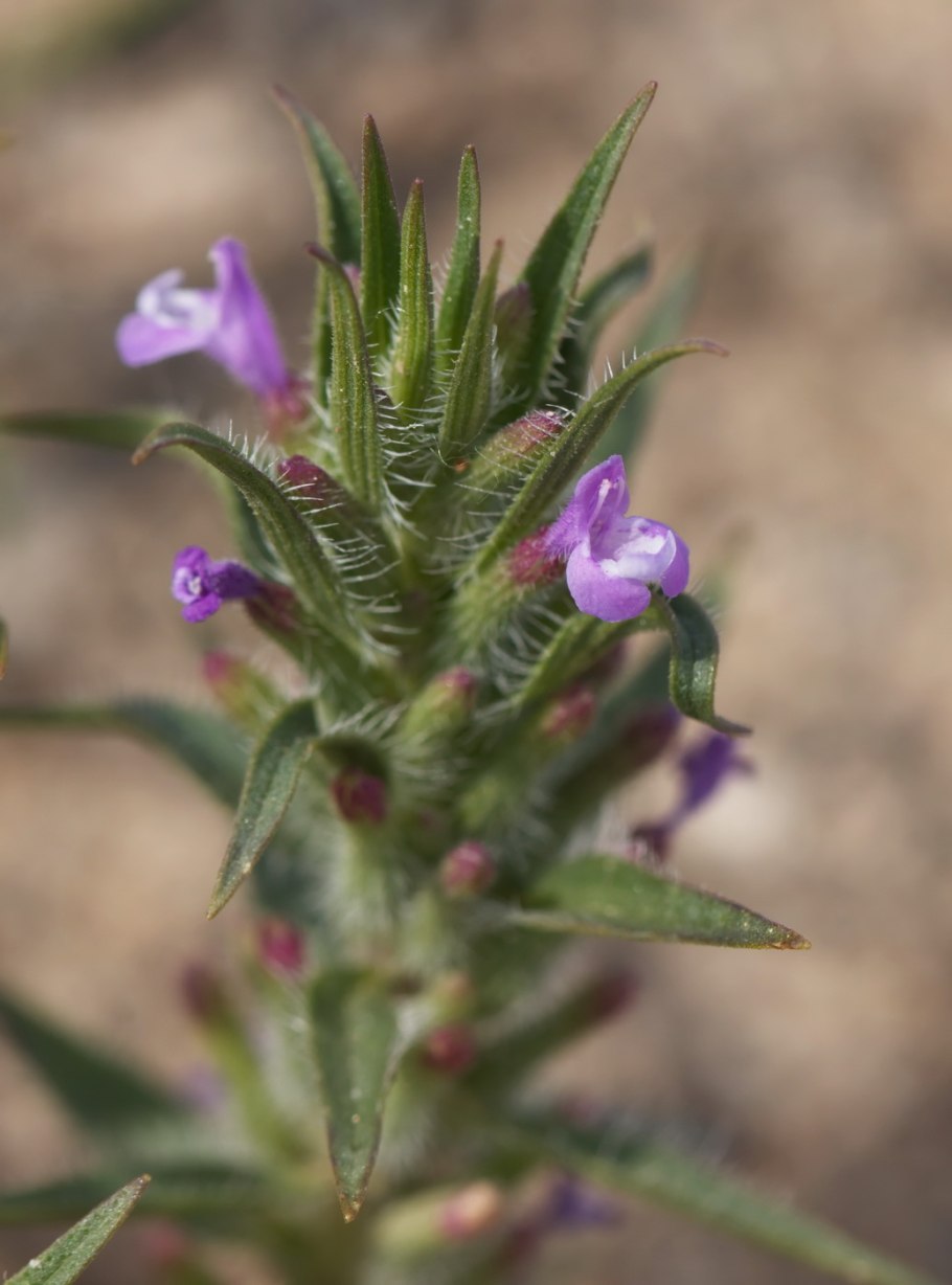 Зизифора пахучковидная