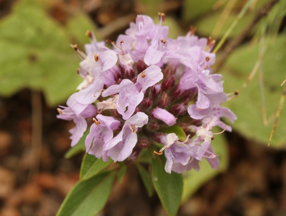 Зизифора клиноподиевидная