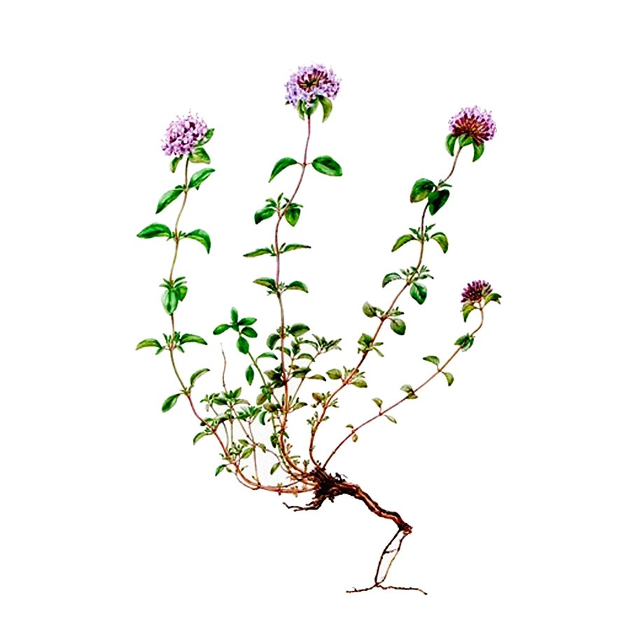 Зизифора Бунге