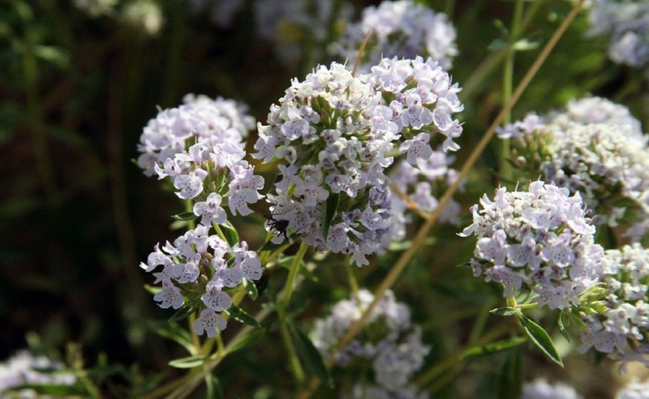 Зизифора Бунге