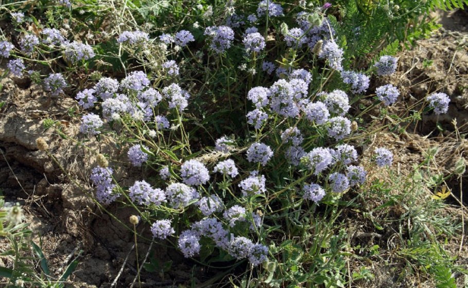 Зизифора пахучковидная