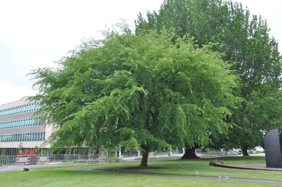 Ulmus Americana