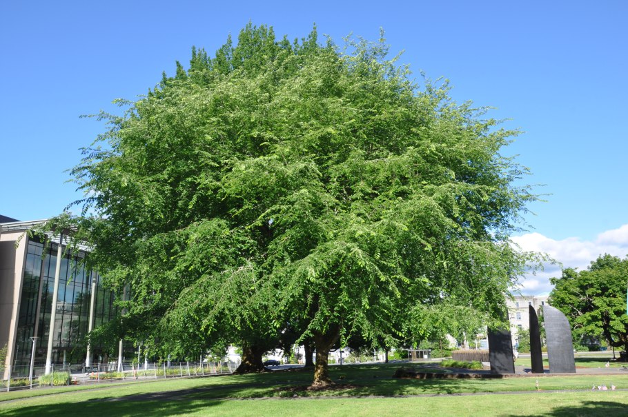 Вяз американский (Ulmus Americana Elm