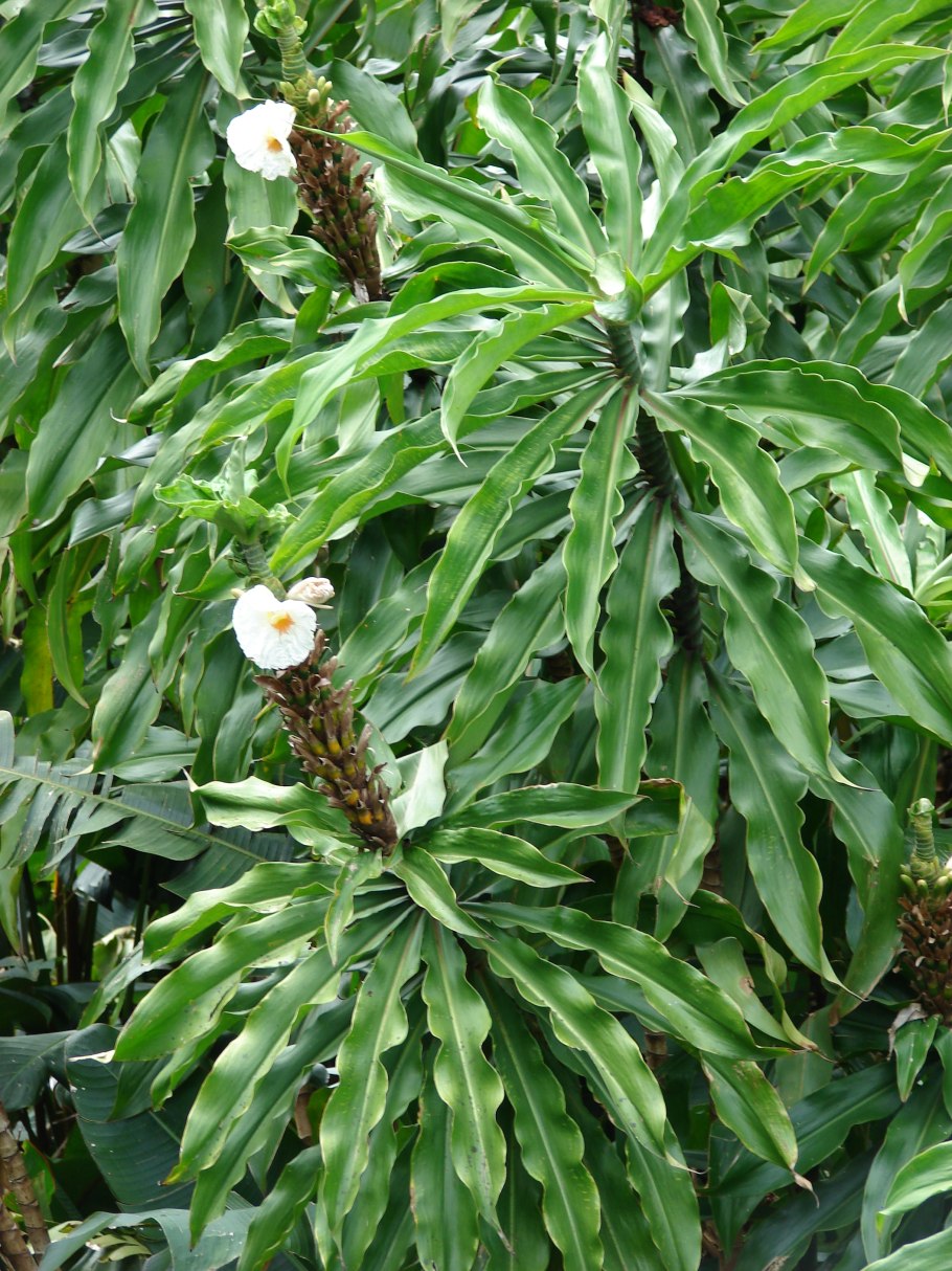 Cheilocostus speciosus
