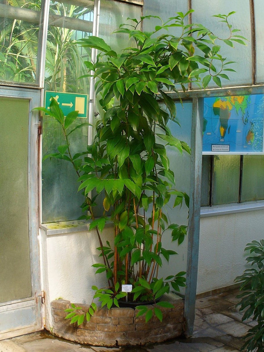 Соссюрея Кушакевича