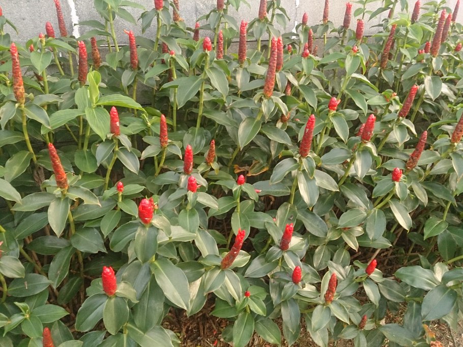 Костус огненно-красный