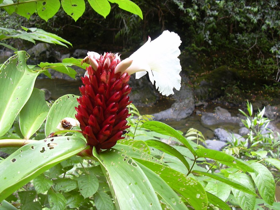 Costus pulverulentus