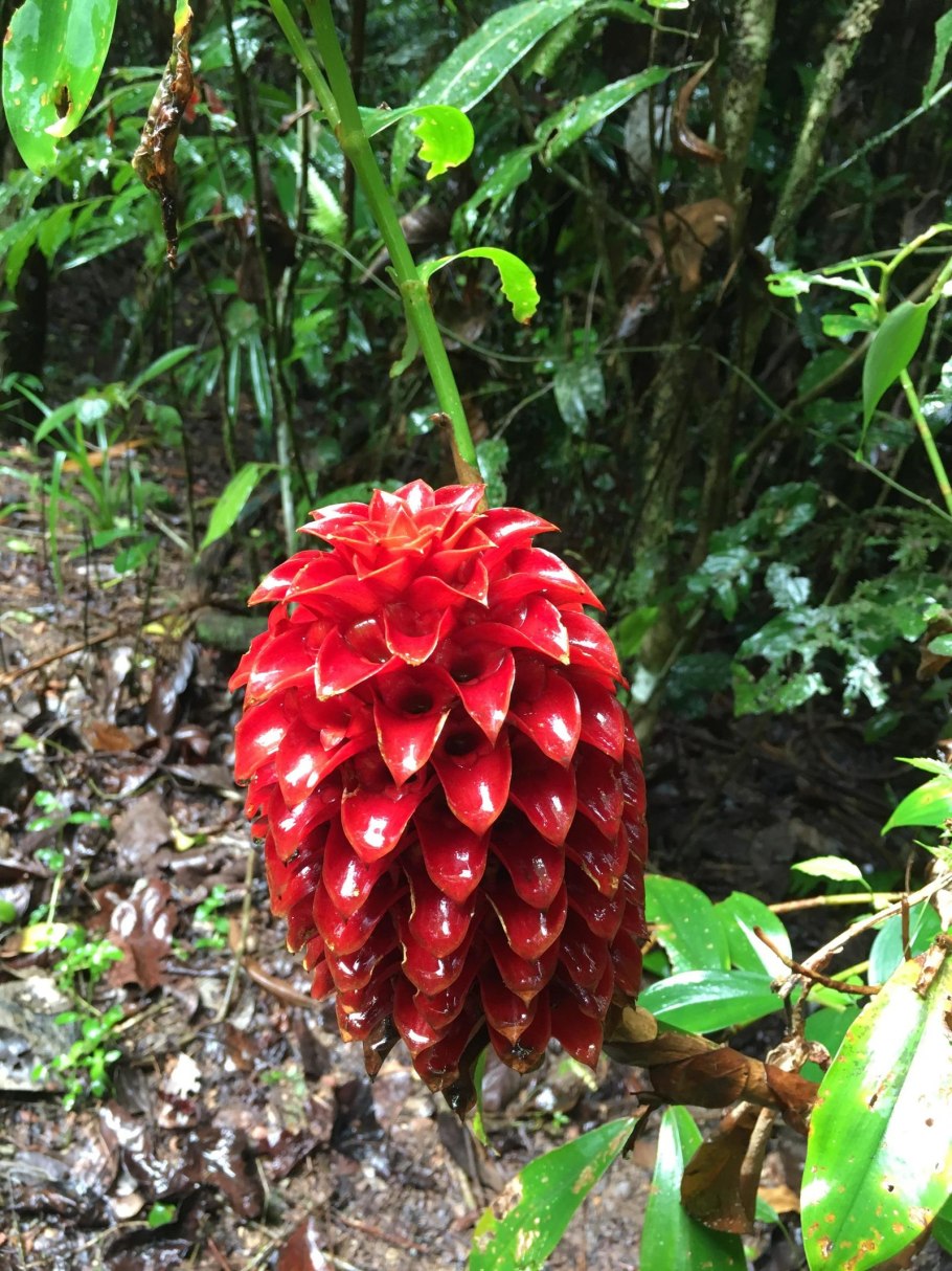 Цветок пана