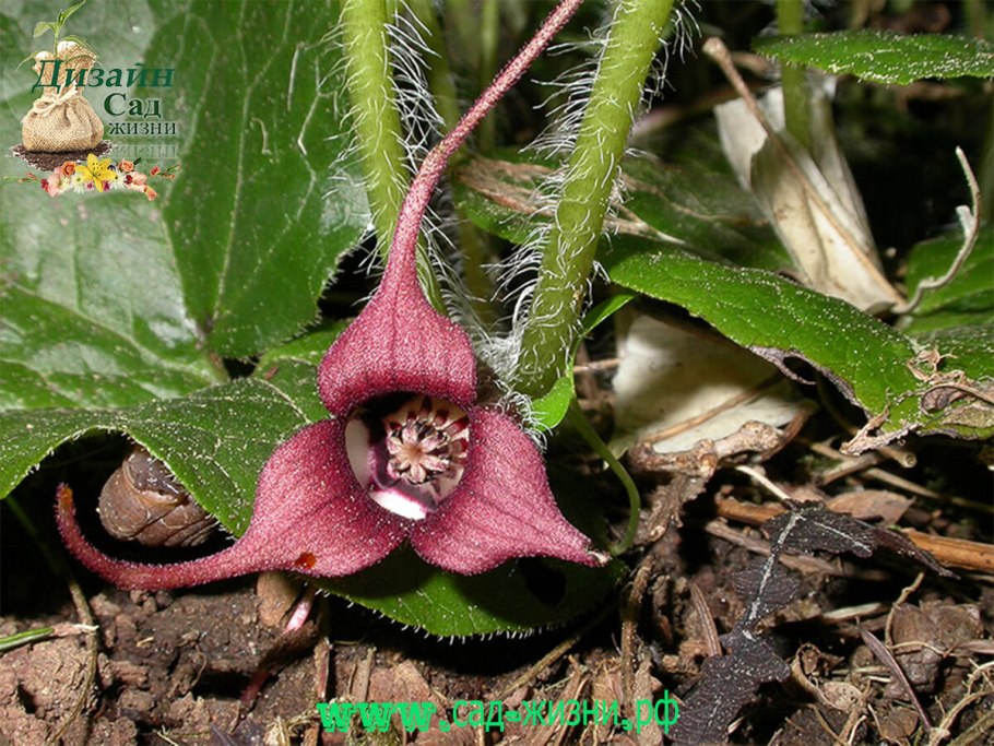 Копытень Европейский Кислица