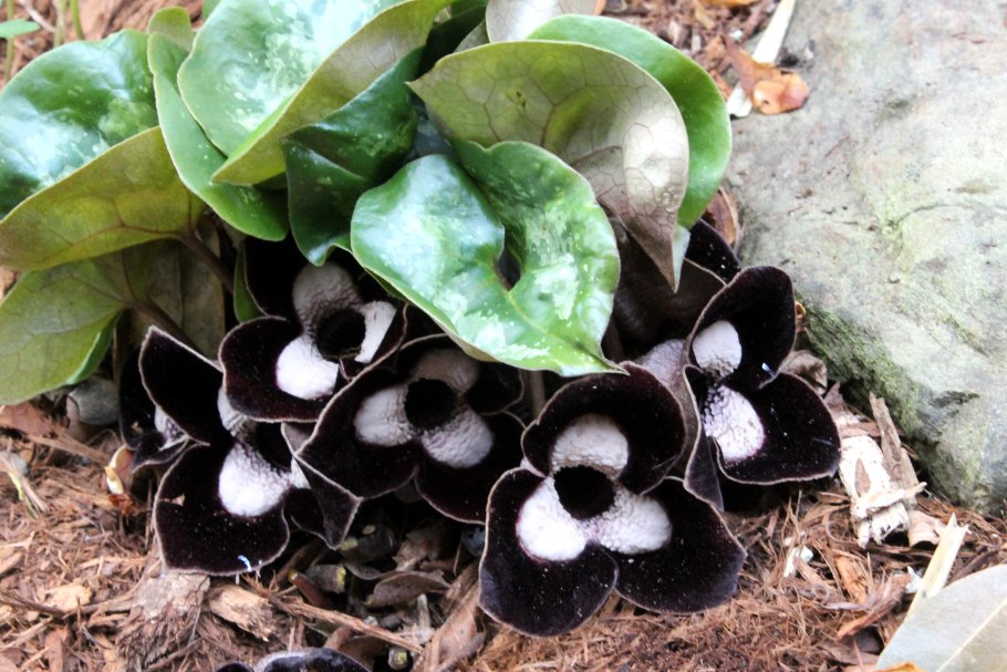 Копытень — Asarum еигораеит