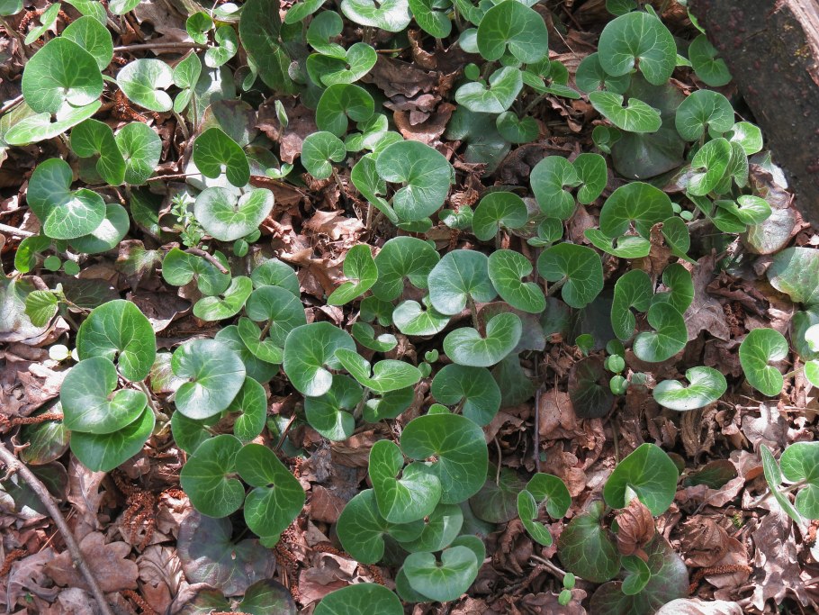 Asarum europaeum l. копытень Европейский