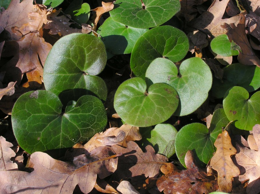 Копытень Европейский Asarum europaeum