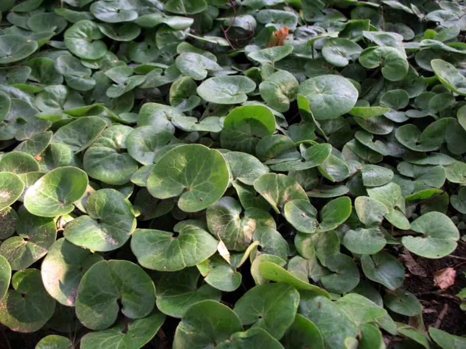 Копытень Asarum europaeum